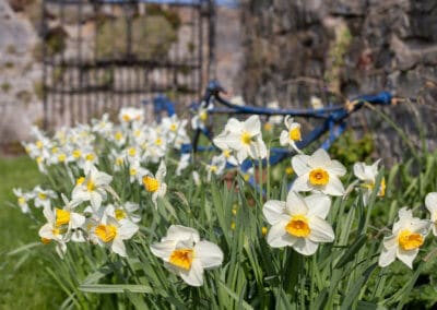 Daffodils in the farm yard